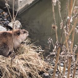 Paul Douglas Forest Preserve - Beaver, dam, nature