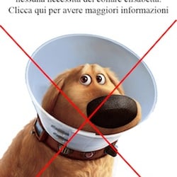 Ambulatorio Veterinario Tiburtino - sterilizzazione in laparoscopia , stop al collare elisabetta e dolore ridotto del 65%