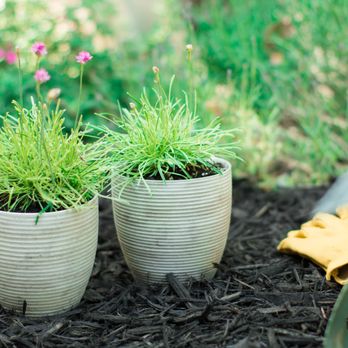 Mulchery - Nurseries & Gardening Near Me Mulchery - Nurseries & Gardening Near Me