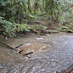 McLane Creek Nature Trail - Salmon spawning