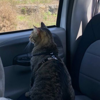 Savannah's Crossing Veterinary Hospital - On the way to the doctor. - Veterinarians Near Me - Murfreesboro, Tennessee Savannah's Crossing Veterinary Hospital - On the way to the doctor. - Veterinarians Near Me - Murfreesboro, Tennessee