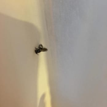 Mojave Resort - This is the bee on the curtain. - Hotels Near Me - Palm Desert, California Mojave Resort - This is the bee on the curtain. - Hotels Near Me - Palm Desert, California