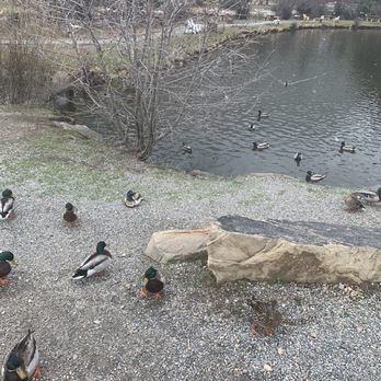 Coffee on the Rocks - Sweet li'l duck pond! - Coffee & Tea Near Me - Estes Park, Colorado