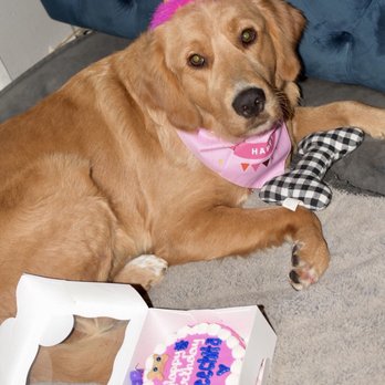 Dexter's Deli - Party hat, pup cake - Pet Stores Near Me - San Diego, California Dexter's Deli - Party hat, pup cake - Pet Stores Near Me - San Diego, California