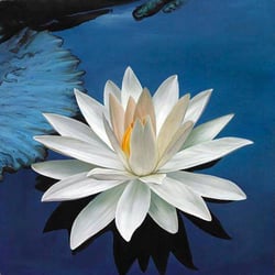 White Lotus Holistics - White Lotus Holistics