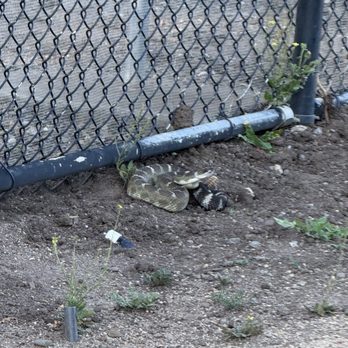 Ed R. Levin County Park - Dog Parks Near Me - Milpitas, California