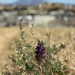 Waterbird Regional Preserve - Wild flowers