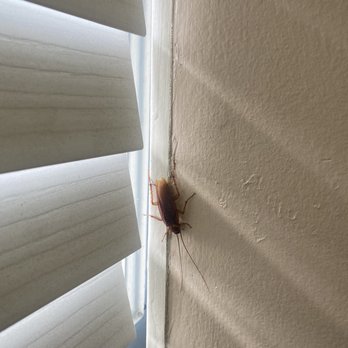Lina Musleh, DDS - Cockroach in the lobby. - General Dentistry Near Me - Huntington Beach, California Lina Musleh, DDS - Cockroach in the lobby. - General Dentistry Near Me - Huntington Beach, California