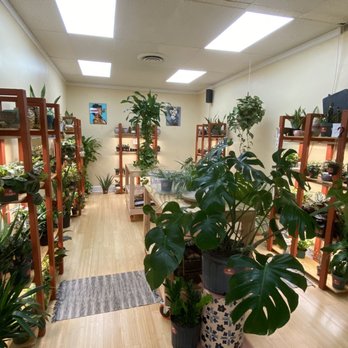 Deep Roots Greenery - Light filled and lush greenery - Nurseries & Gardening Near Me - Hampton, Virginia Deep Roots Greenery - Light filled and lush greenery - Nurseries & Gardening Near Me - Hampton, Virginia