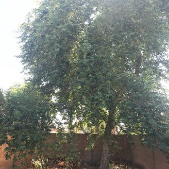ArborCraft Tree Service - Back tree before - Tree Services Near Me - Phoenix, Arizona
