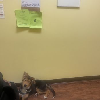 PetVax Complete Care Centers - East Memphis - Coco is waiting patiently! - Veterinarians Near Me - Memphis, Tennessee