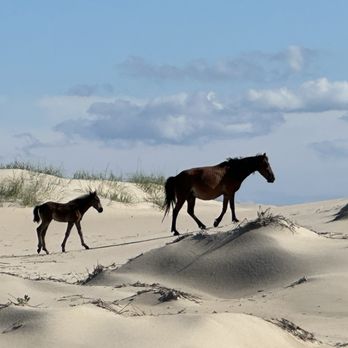Wild Horse Adventure Tours - Tours Near Me - Corolla, North Carolina
