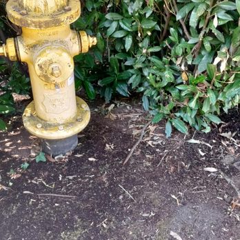 Landscape East & West - This is what you can expect when they service your property. Been like that three weeks, and they are here every week. - Landscaping Near Me - Clackamas, Oregon Landscape East & West - This is what you can expect when they service your property. Been like that three weeks, and they are here every week. - Landscaping Near Me - Clackamas, Oregon
