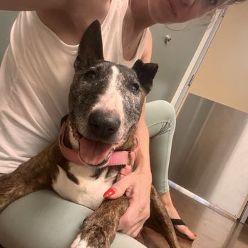 Ingleside Animal Hospital - Veterinarians Near Me - Phoenix, Arizona