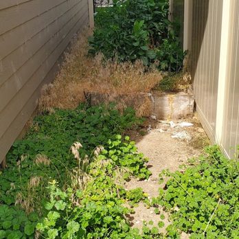Cornerstone Property Management - Paid $125 for yard work prior to new tenant move in. This is the result. - Property Management Near Me - Meridian, Idaho