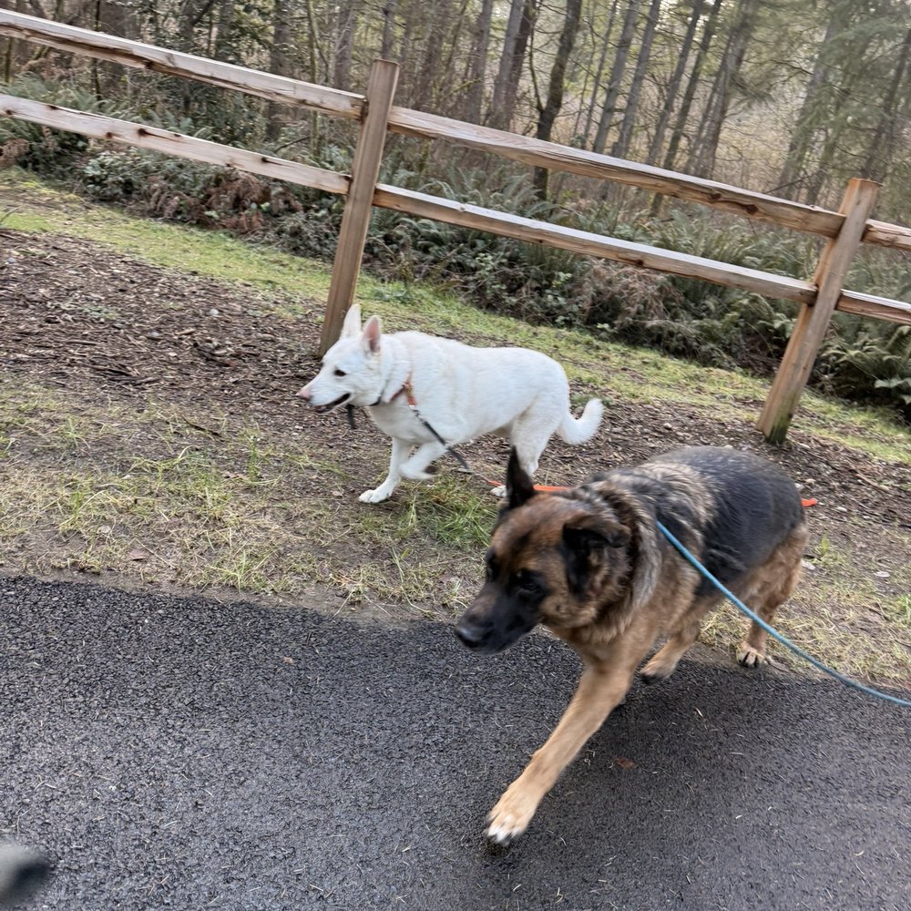 K9 Trail Trotter & Training Services - Pet Training Near Me - Tacoma, Washington K9 Trail Trotter & Training Services - Pet Training Near Me - Tacoma, Washington