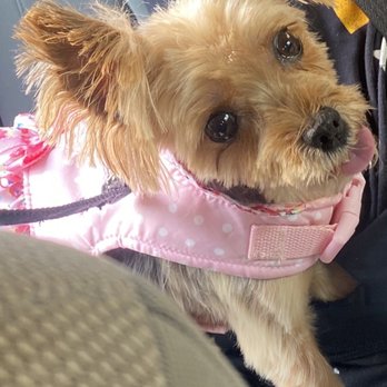 Petco - Sofias haircut - Pet Stores Near Me - Fredericksburg, Virginia Petco - Sofias haircut - Pet Stores Near Me - Fredericksburg, Virginia