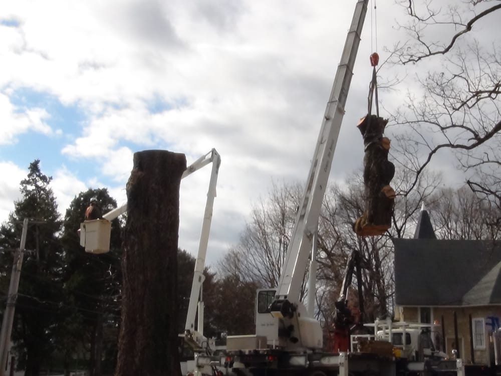 Carroll Tree Service - tree service in Owings Mills, MD