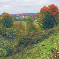 Scenic orchard - The view
