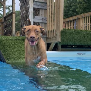 GEORGIA DOG CLUB - Updated March 2025 - 12 Photos - 4434 Red Bud Ln