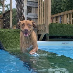 The Canine Ranch - My beautiful boy Topper.