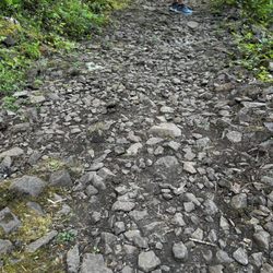 Thurston Hills Natural Area - Worst part of the trail, approx 1/2 mile from the top.