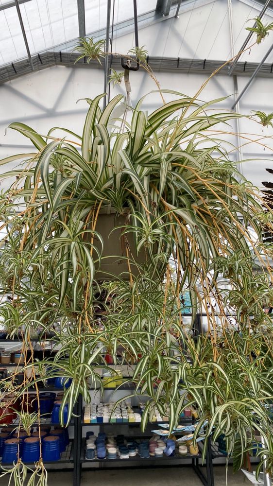 BREMEC GARDEN CENTER OF CONCORD Updated October 2024 7954