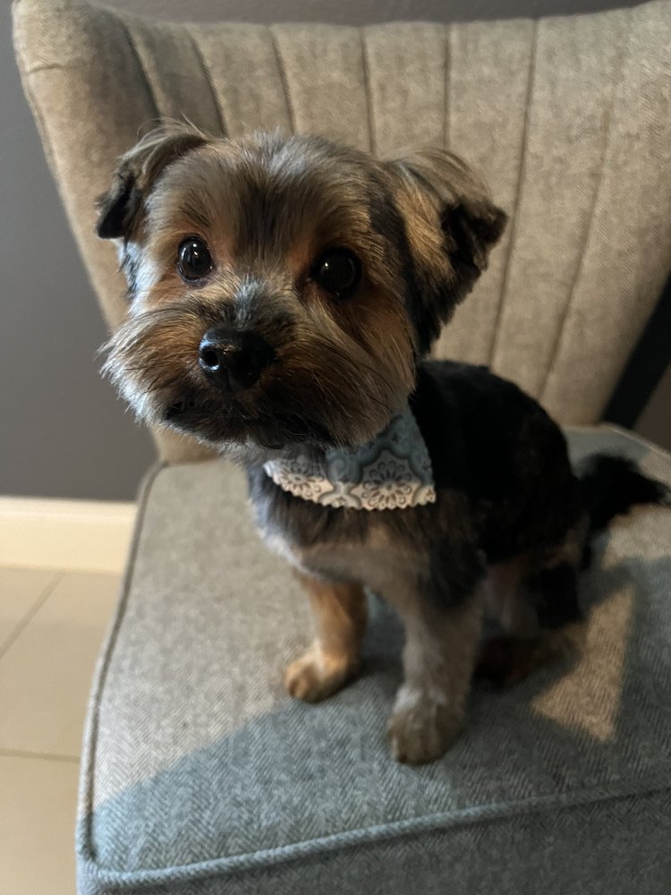 BEVERLY’S TOUCH OF CLASS GROOMING SALON Updated September 2024 12