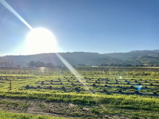 BackRoad Vines by null