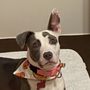 Photo of Iredell County Animal Control