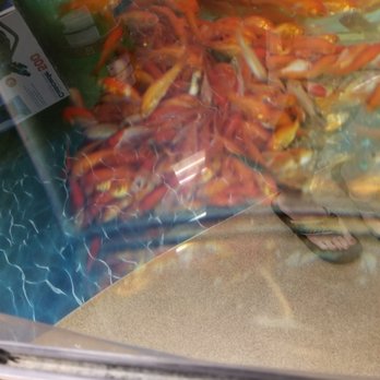 Petco - Pet Training Near Me - Amarillo, Texas