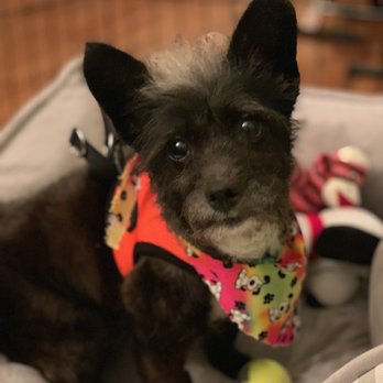 Ken-Mar Rescue - Cooper!! - Animal Shelters Near Me