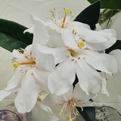 East Side Studio - Rare tropical flowers from the Hilo Farmers Market around the corner from East Side Studio.