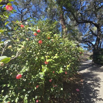 Descanso Gardens - Botanical Gardens Near Me - La Canada Flintridge, California Descanso Gardens - Botanical Gardens Near Me - La Canada Flintridge, California