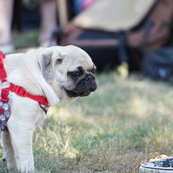 Animal House Services - I am a pug