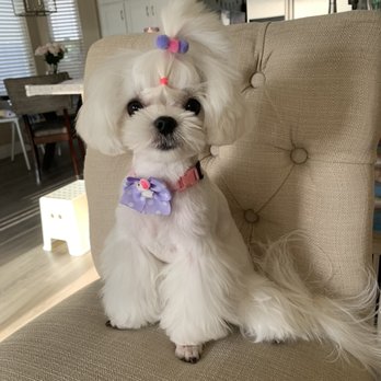 Puppyness Mobile Grooming - Pet Groomers Near Me Puppyness Mobile Grooming - Pet Groomers Near Me
