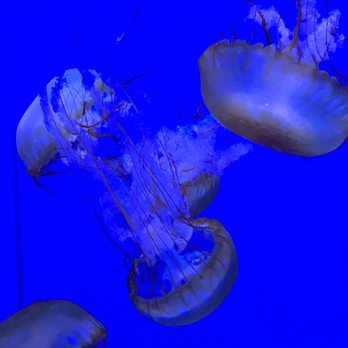 Shedd Aquarium - Aquariums Near Me - Chicago, Illinois