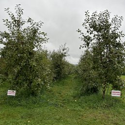 U-Pick apples U-Pick apples