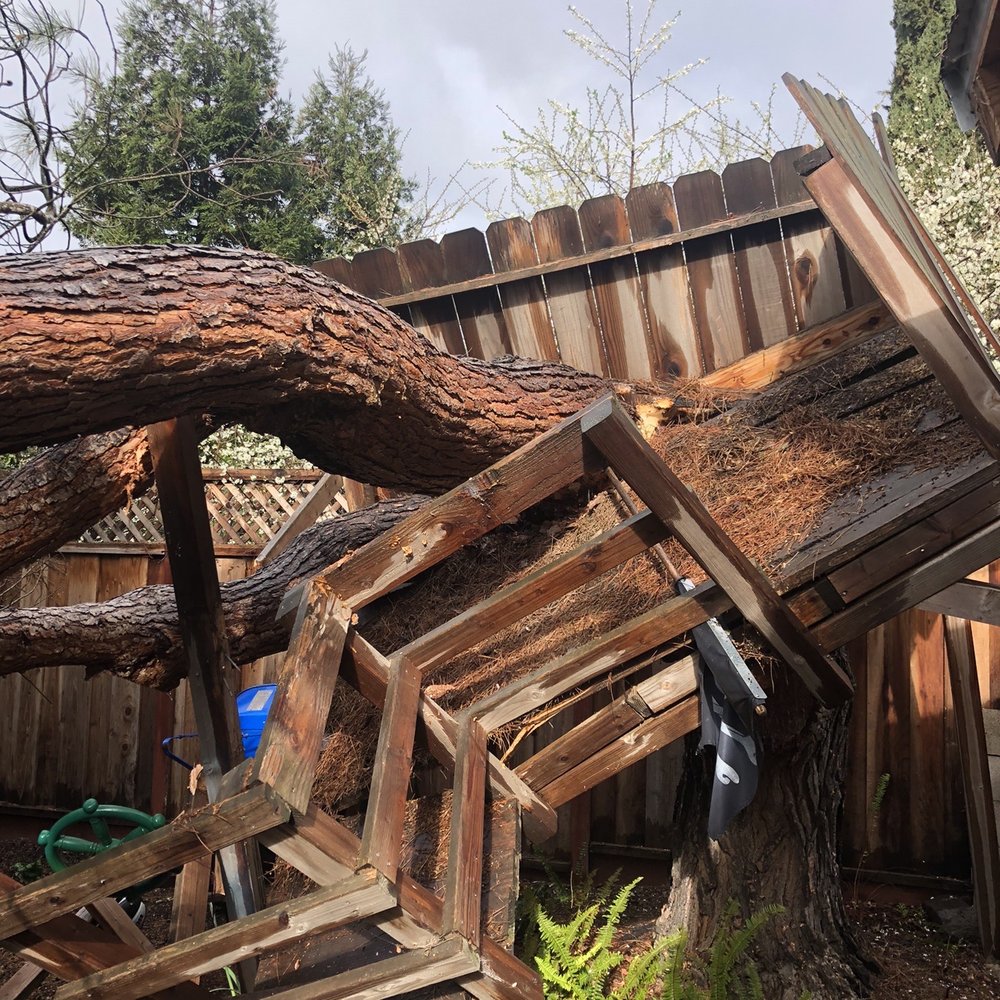 The Tree Brothers - Damage - Tree Services Near Me - Salinas, California The Tree Brothers - Damage - Tree Services Near Me - Salinas, California