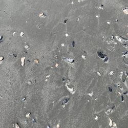 Joint Base Charleston Outdoor Recreation Center - Shells in Morris Island
