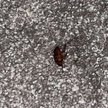 Miramonte - Roach found inside - Apartments Near Me - Scottsdale, Arizona