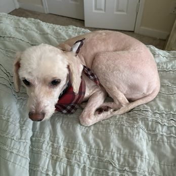 Lilo's Mobile Pet Spa - Pet Groomers Near Me - Katy, Texas
