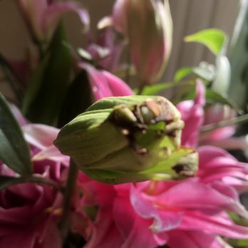 UrbanStems - DEAD ON ARRIVAL. BROWN, DESICCATED TIPS - Florists Near Me
