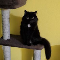 Kitty Mansions - Penelope