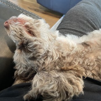 Cuddle Up Pup - This is me passed out after puppy daycare! - Pet Sitting Near Me - Lee's Summit, Missouri