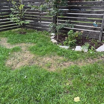 Chicago Landscaping - Dead grass follows perimeter where weed killer was sprayed. - A backyard features a patchy grass lawn, a garden bed with plants and rocks, and a wooden fence in the background. - Landscaping Near Me
