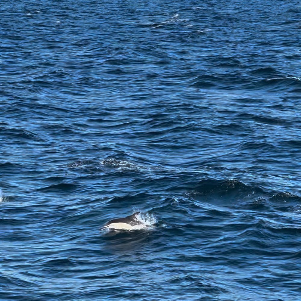 Bar Harbor Whale Watch - Dolphin - Whale Watching Tours Near Me - Bar Harbor, Maine