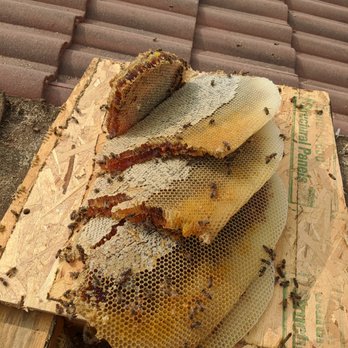 Bee Removal Crew - These bees were living inside a roof. - Pest Control Near Me