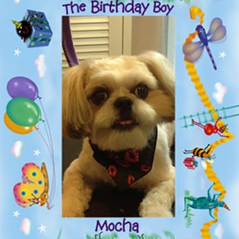 Pet Buddies Pet Care - Mocha loves Christine. How could he not when she remembers his birthday! - Pet Groomers Near Me - Wesley Chapel, Florida Pet Buddies Pet Care - Mocha loves Christine. How could he not when she remembers his birthday! - Pet Groomers Near Me - Wesley Chapel, Florida