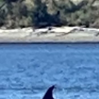 Puget Sound Express - Whale Watching Tours Near Me - Edmonds, Washington Puget Sound Express - Whale Watching Tours Near Me - Edmonds, Washington